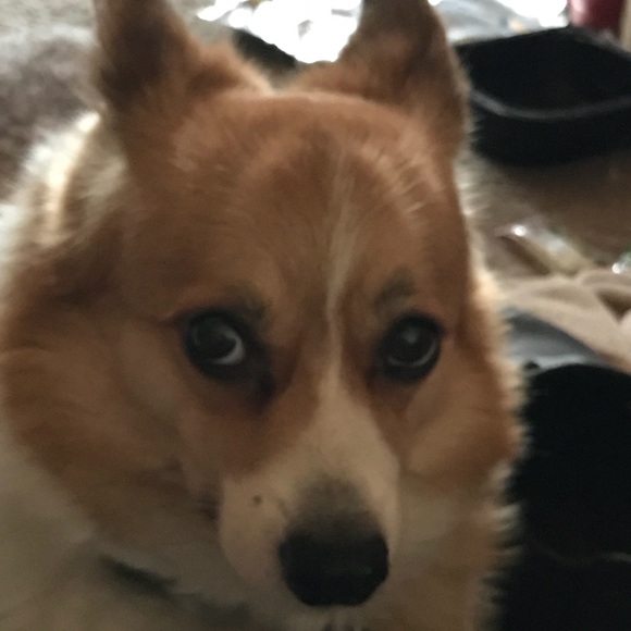 hungrycorgi